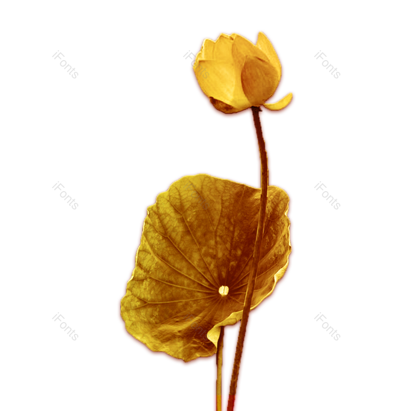 秋天图片,黄花元素,花卉PNG,花朵免抠素材